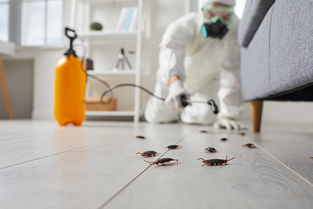 Commercial Kitchen Cockroach Control in Freeport